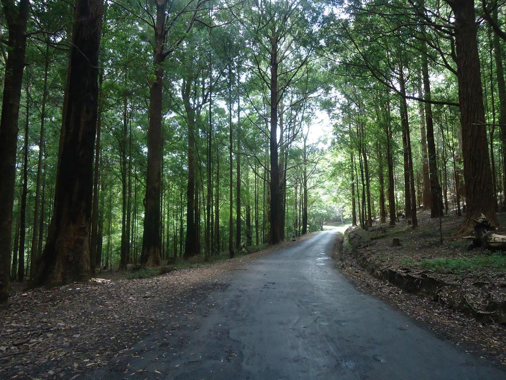 Forest Cyniciam Homestay Ohiya Exterior foto